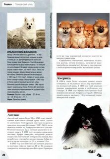 Сколько живут порода шпиц
