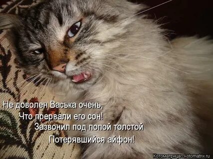 Я решил нарисовать кота ваську он спал