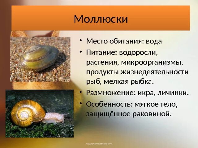 Три примера животных относящихся к моллюскам. Питание брюхоногих моллюсков. Рассказать о моллюсках. Информация про моллюсков. Моллюски Тип питания.
