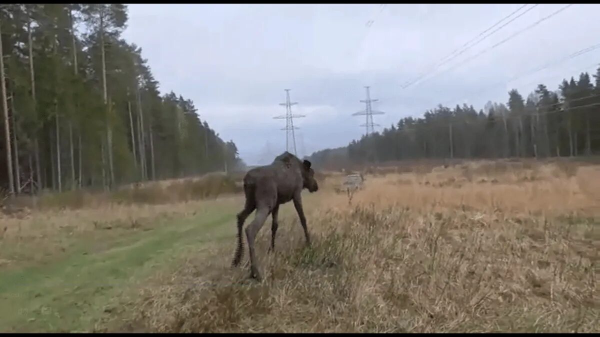 Лось застрял. Спасение лося в Тверской области МЧС. Застряли лоси между сосен.