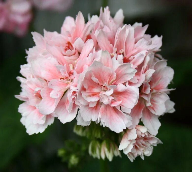 Finn отзывы. финн коул 2020. а. а. чугунная ванна finn sonata 170x70.