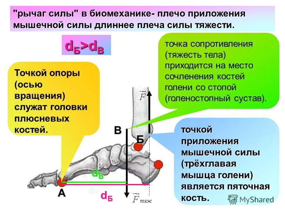 Как найти плечо формула. Рычаг 3 рода в биомеханике. Рычаг 2 рода в биомеханике. Рычаг силы в биомеханике. Рычаг 1 рода в биомеханике.