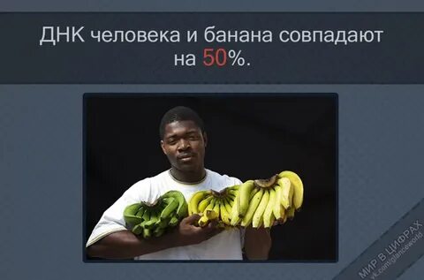 Днк банана