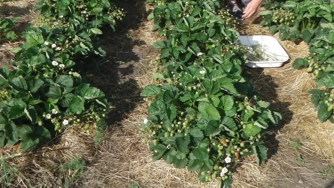 Обработка клубники видео. Как ухаживать за клубникой весной. клубника после плодоношения. обработка клубники после плодоношения. уход за клубникой весной на даче на открытом участке советы агронома.