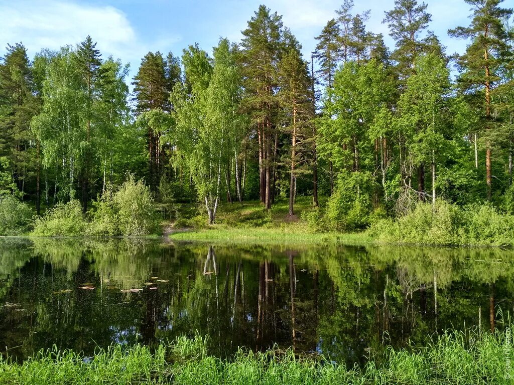 Марий эл какой край. Лес Республики Марий Эл. Республика Марий Эл природа. Озеро Студеное Марий Эл. Леса Марий Эл.