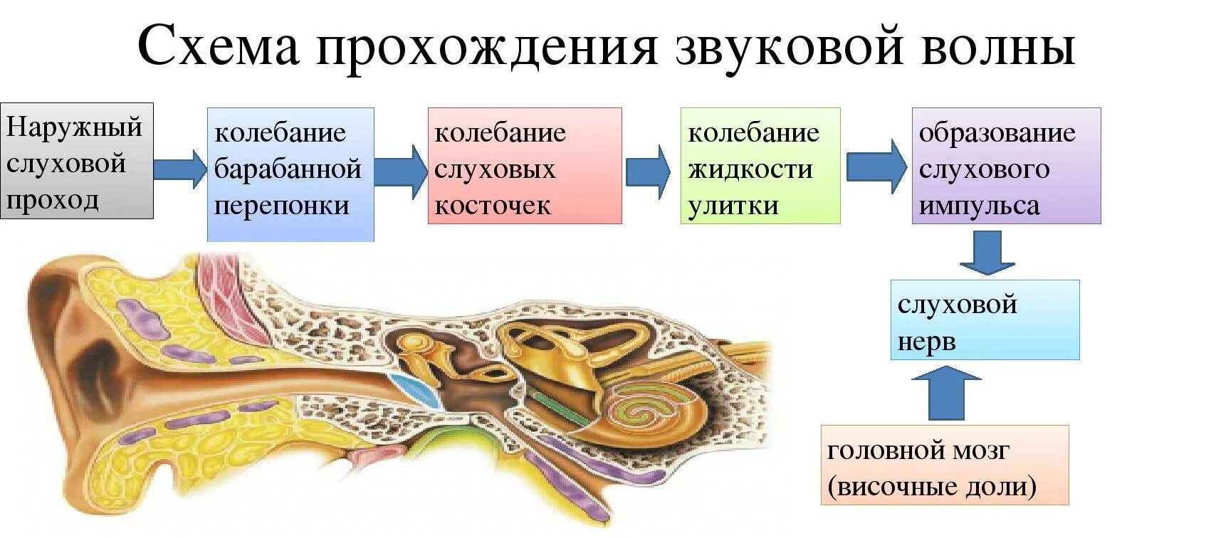 Пробуждающий звук. Последовательность процессов в слуховом анализаторе. Орган слуха, слуховой путь. Схема прохождения звуковой волны. Схема прохождения звука через ухо.