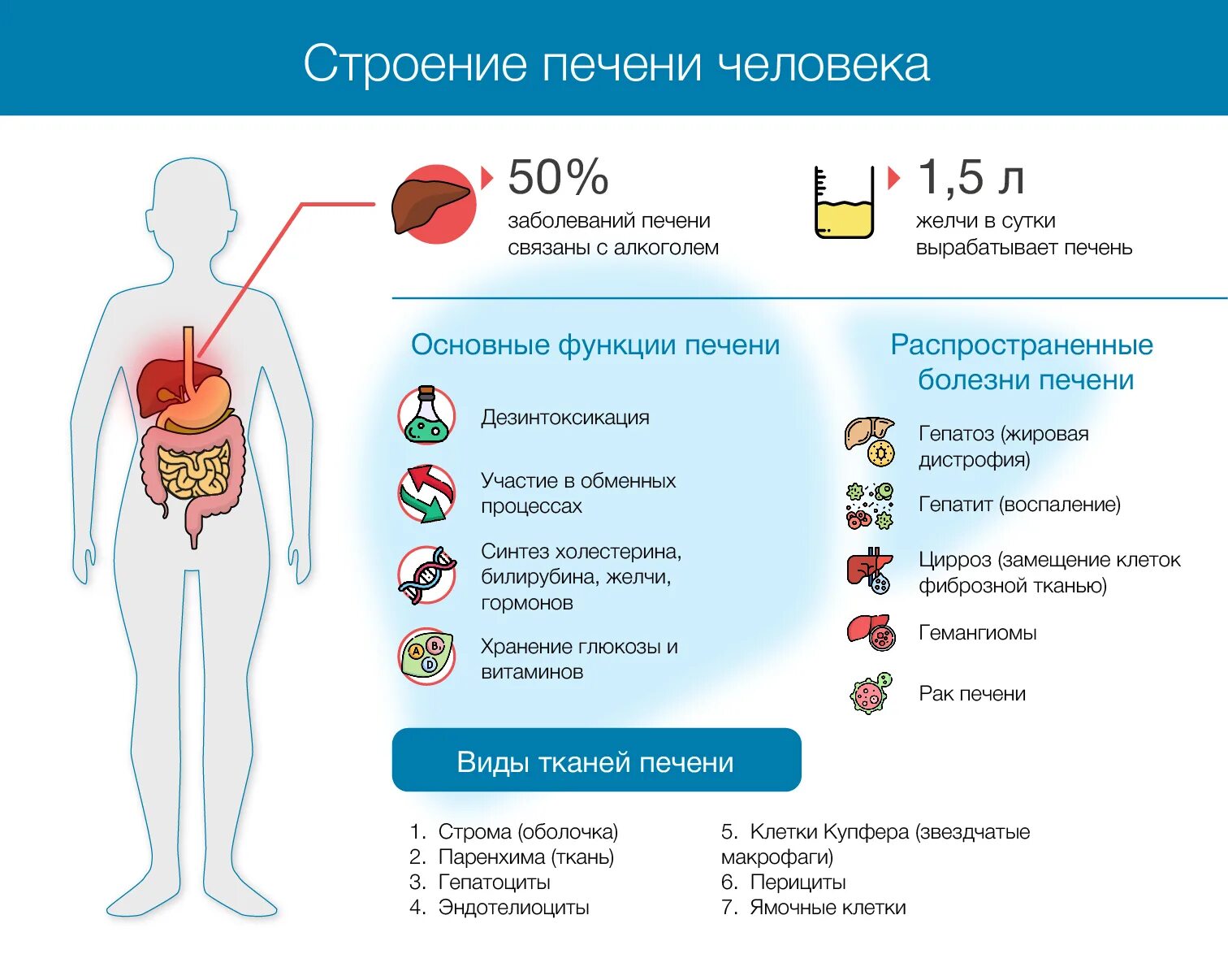 К какому органу относится печень