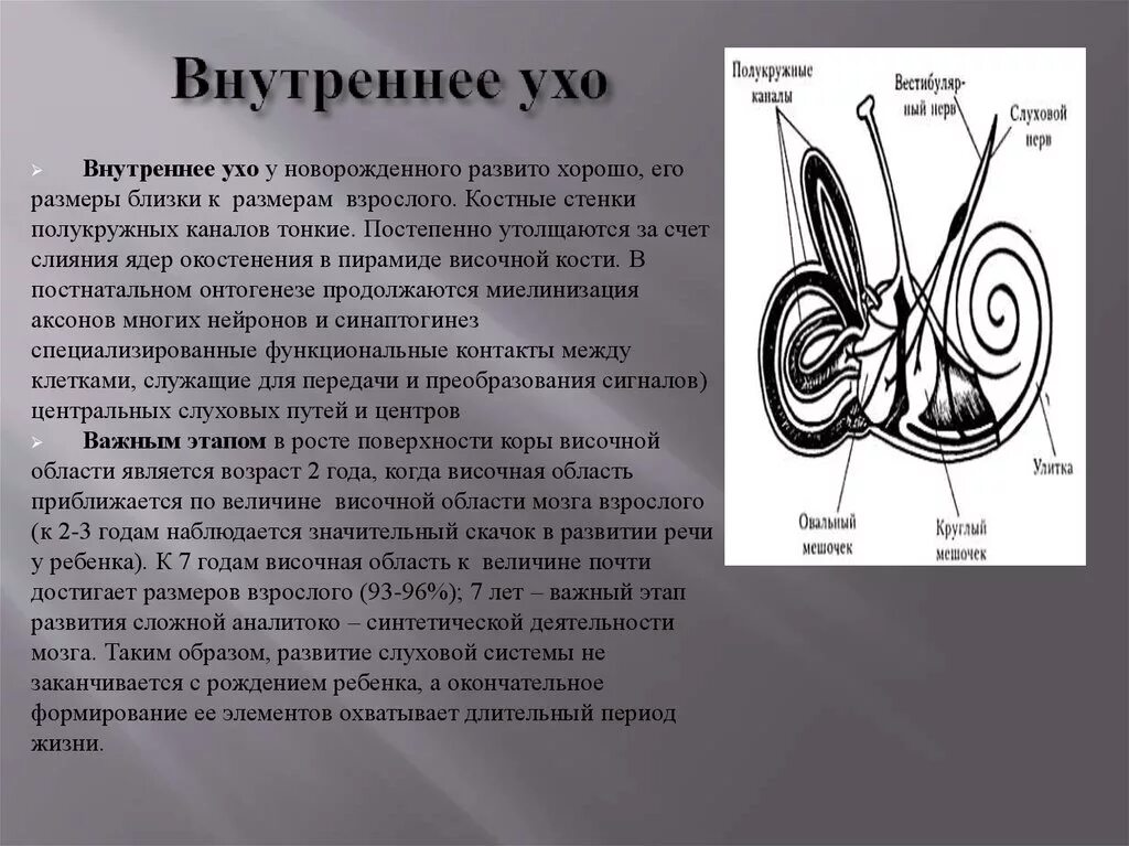 Стенки полукружных каналов. Полукружные каналы внутреннего уха. Внутреннее ухо. Костные полукружные каналы.