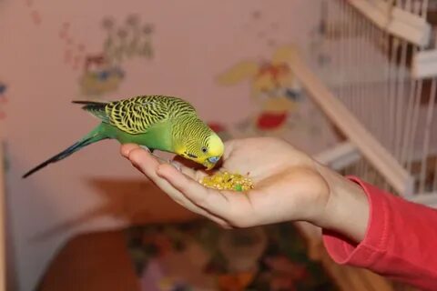 Что любят волнистые попугаи