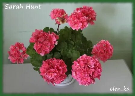 Sarah hunt