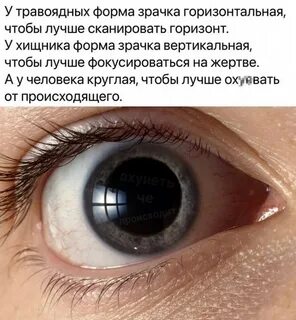 Зрачки расширены причины