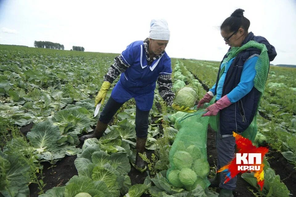 Собираем урожай капусты. Сбор капусты. Сбор урожая капусты. Прополка капусты в Совхозе. Оборудование для сбора капусты.