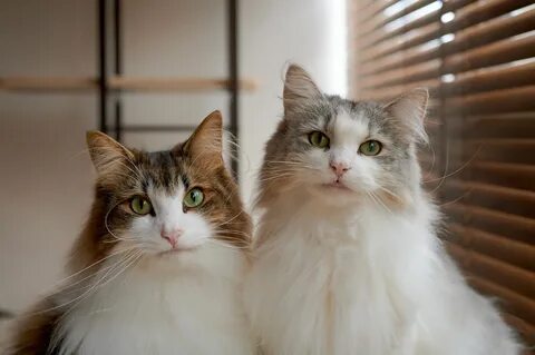 Целых 2 кошки