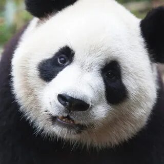 Panda meme