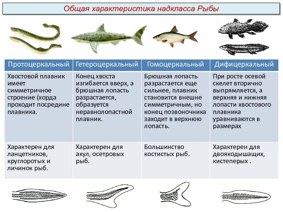 3 признака хрящевых рыб. Общая характеристика рыб биология. Класс рыбы общая характеристика. Общаясь характеристика рыб. Характеристика классов рыб.