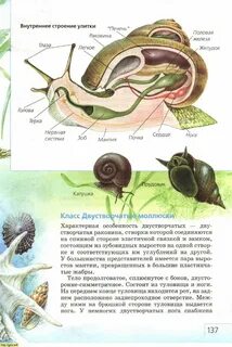 Строение улитки