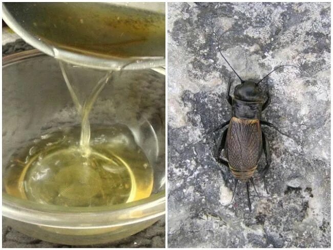 Сверчок дома. Дом со сверчком. Домашние сверчки. Как избавиться от сверчков. Дом со сверчком.