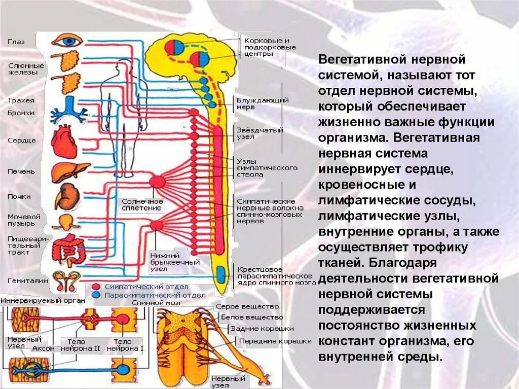 Автономный вегетативный отдел нервной системы 8 класс. Что иннервирует вегетативная нервная система таблица. Регуляцией функции и отделом нервной системы. Автономный отдел нервной системы 8 класс биология.