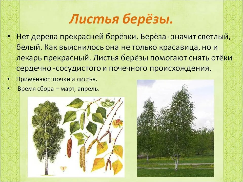 Липа дерево описание. Описание дерева 2 класс. Липа мелколистная систематика. Рассказать про клен. Описание березы.