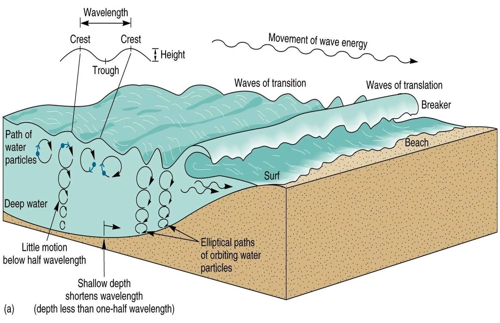Как образуются волны. Схема образования волны. Образование волн в море. Как формируется волна. Высота воды в океане