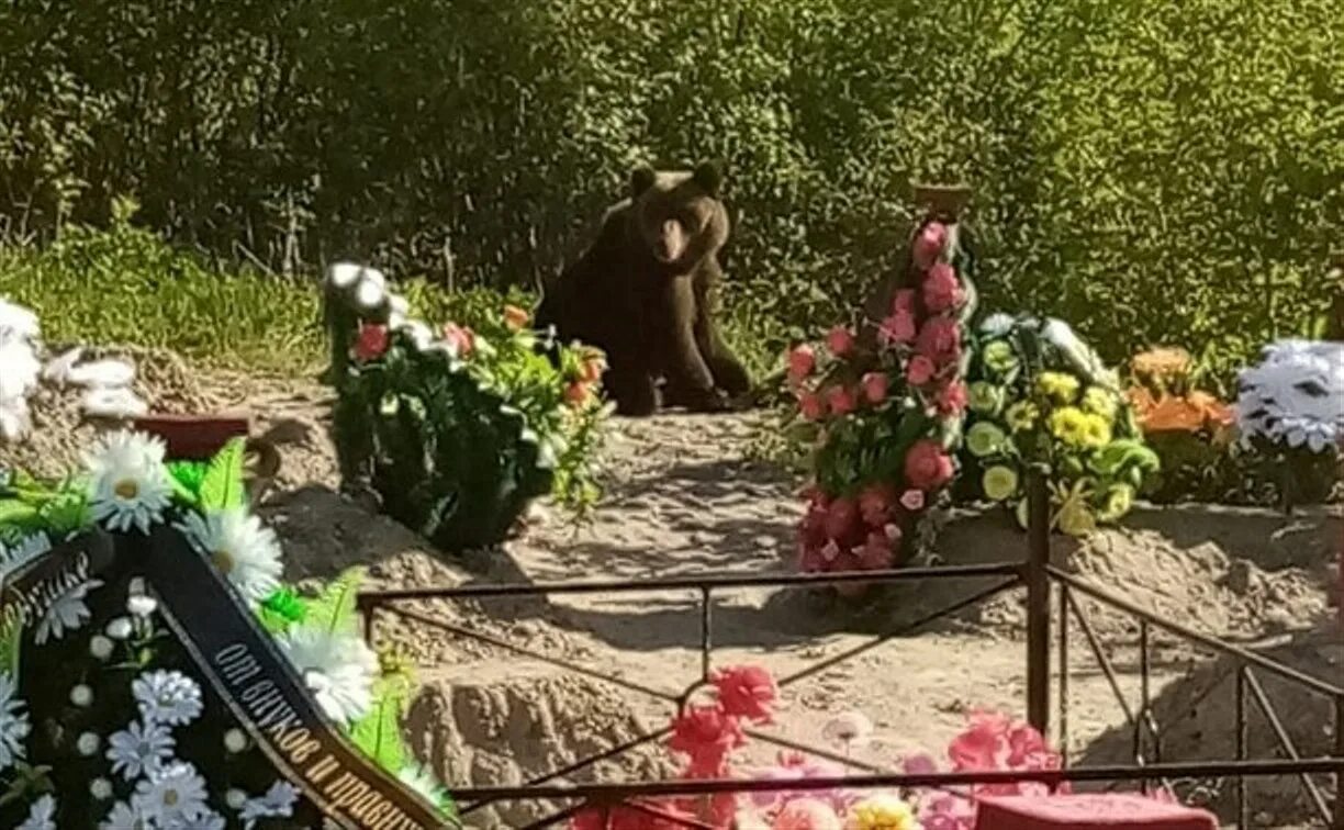 Медведь в Кеми на кладбище. Кладбищенский мишка. Когда на кладбище после пасхи 2024