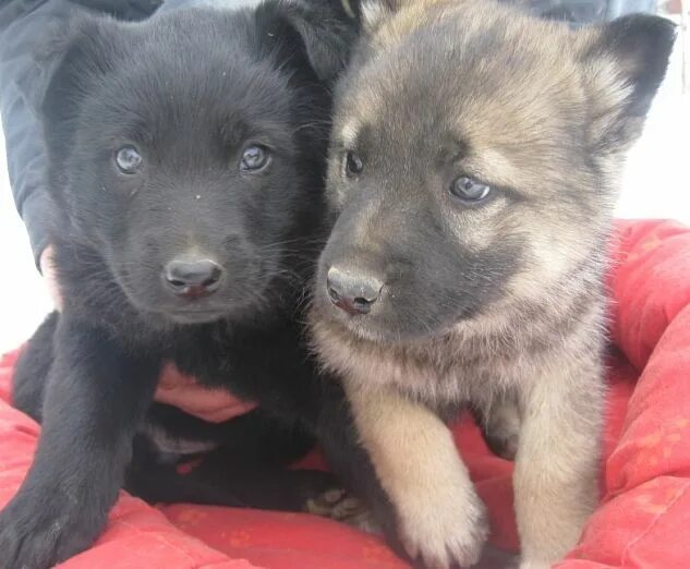 брат пса. маремма щенки. щенки брат хаута. собачий брат. обои щенки группа музыкальная.