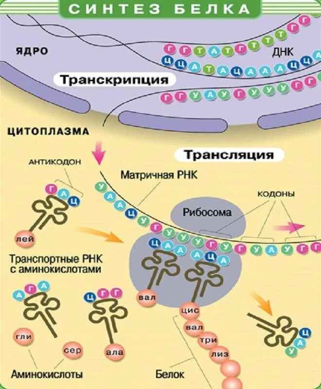 Егэ биология задачи на биосинтез. Схема транскрипции синтеза белка. Процесс синтеза белка схема. Трансляция и транскрипция в биологии схема. Этапы биосинтеза белка схема.