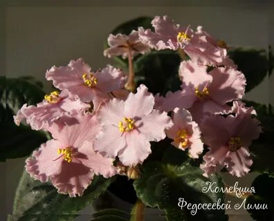 Фиалка персиковый