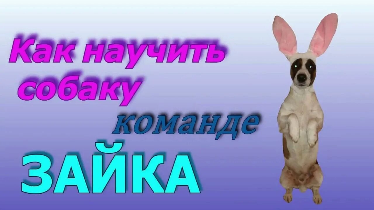 Делай зайчика видео