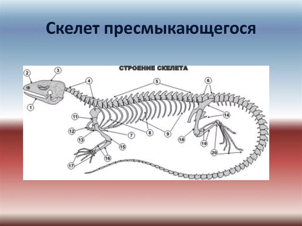 Схема рептилий. Скелет ящерицы биология 7 класс. Скелет пресмыкающихся 7 класс. Внутренний осевой скелет пресмыкающихся. Скелет пресмыкающихся биология.