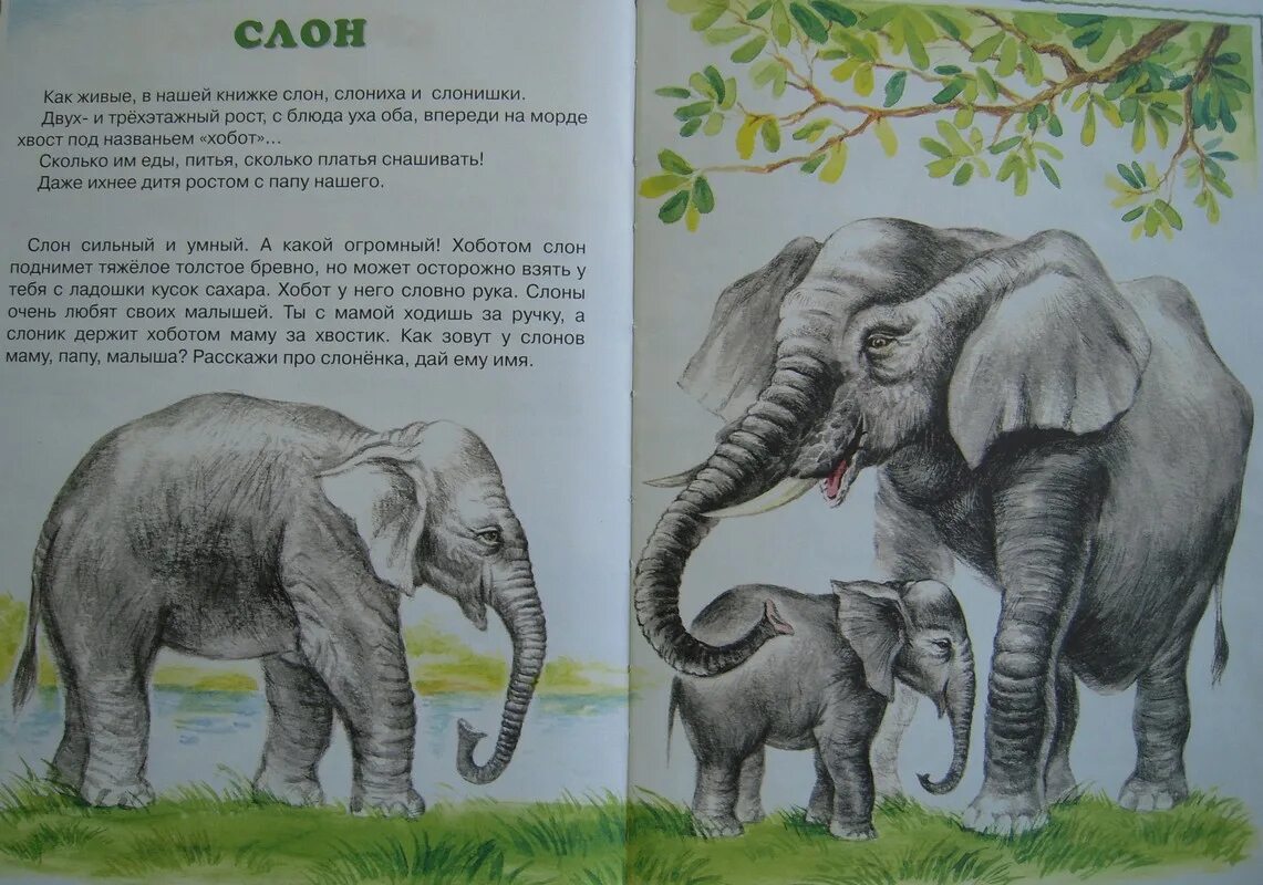 Книжка про слона. Иллюстрация для детской книги про слонов. Слон для детей. О слонах для малышей. Читать про слона