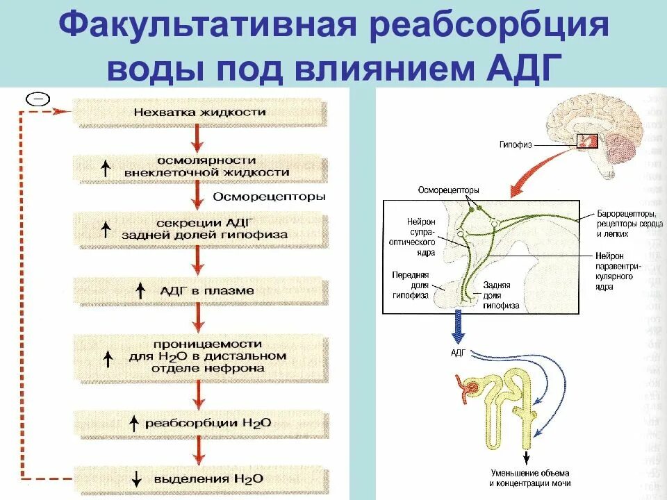 Регуляция мочеобразования физиология. Схема действия АДГ на почки. Регуляция выделительной функции почек. Механизм действия антидиуретического гормона на мочеобразование.. Раскройте механизмы регуляции мочеиспускания