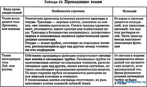 Проводящая особенности строения