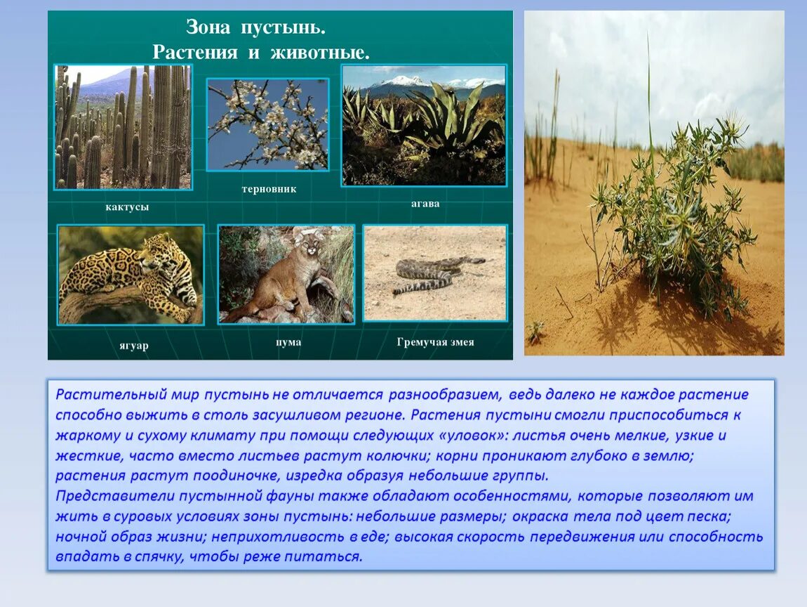 Главная особенность природной зоны. Животные и растительный мир пустыни. Растительный мир в пустыне. Животные и растения зоны пустыня.