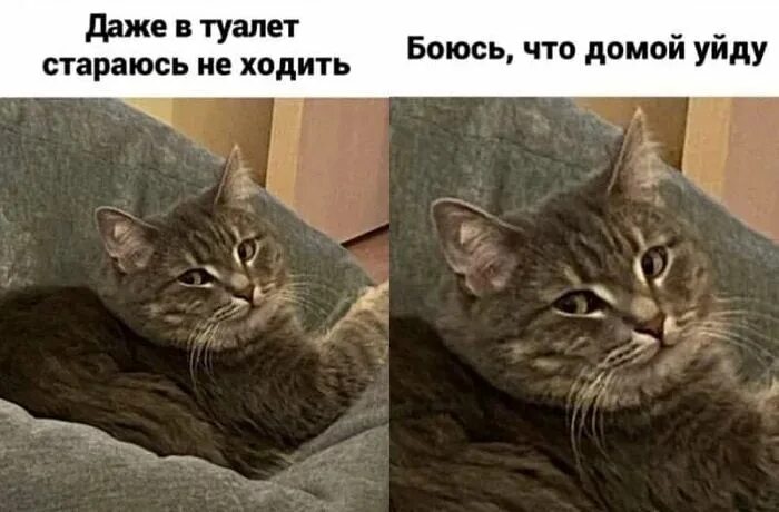 Матерь котья. Котий. матерь котья мем. кусев кот. мама котья какая красота.