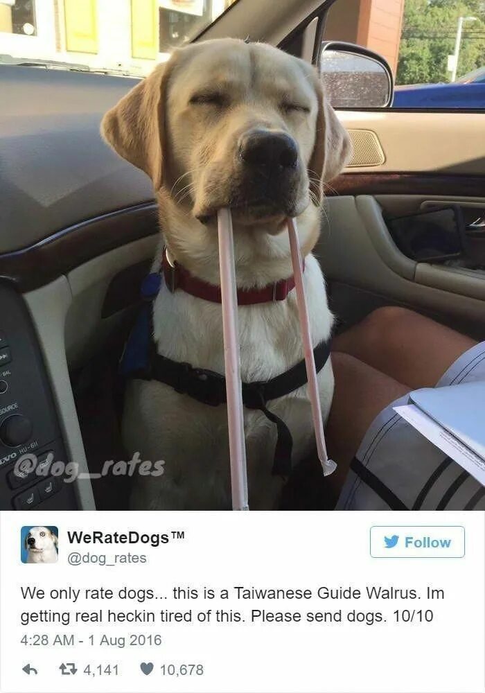 Send a dog