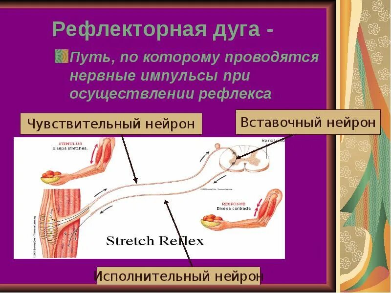 Нервные импульсы при осуществлении рефлекса. Нервная дуга. Исполнительный Нейрон в рефлекторной дуге. Понятие о рефлекторной дуге. Карпорадиальный рефлекс рефлекторная дуга.