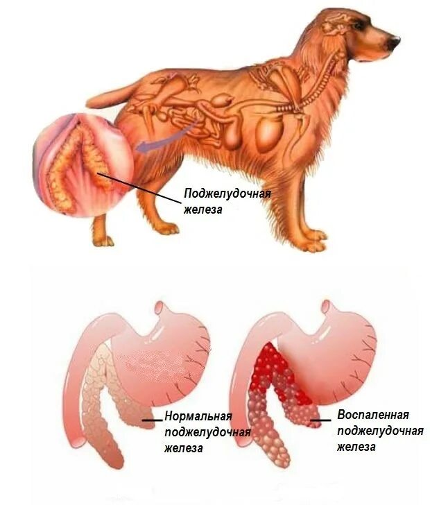 Матка и яичники кошки. Поджелудочная железа животных. Поджелудочная железа собаки. Поджелудочная железасобпки.