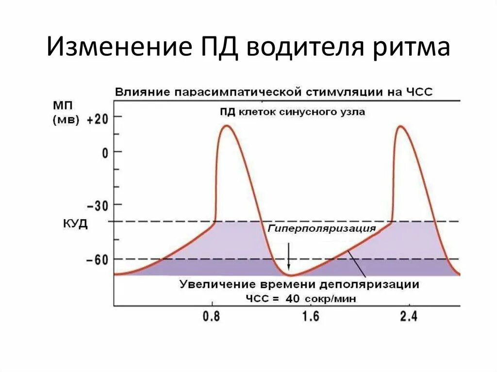 Изменения в пд