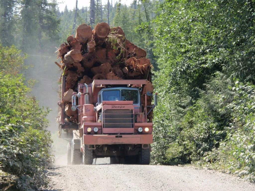 Регистрация грузовик. Лесные грузовой автомобиль. Грузовичок для леса. Самосвал в лесу. Фура в лесу.