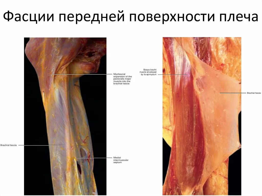 Строение фасций мышц. Фасция соединительная ткань. поверхностная фасция верхней конечности. фасция мышцы. поверхностная и собственная фасция.