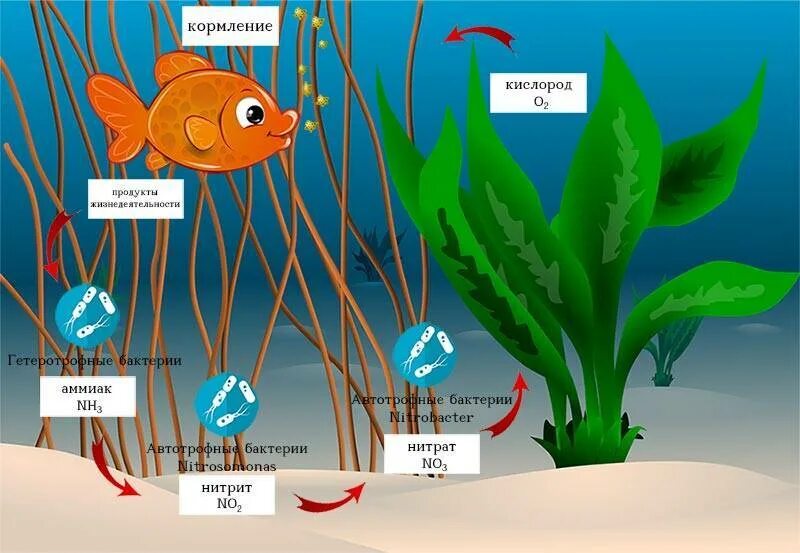 Водоросли выделяют кислород. Азотный цикл в аквариуме. Бактерии для аквариума. Азотный цикл воды в аквариуме. Микроорганизмы в аквариуме.