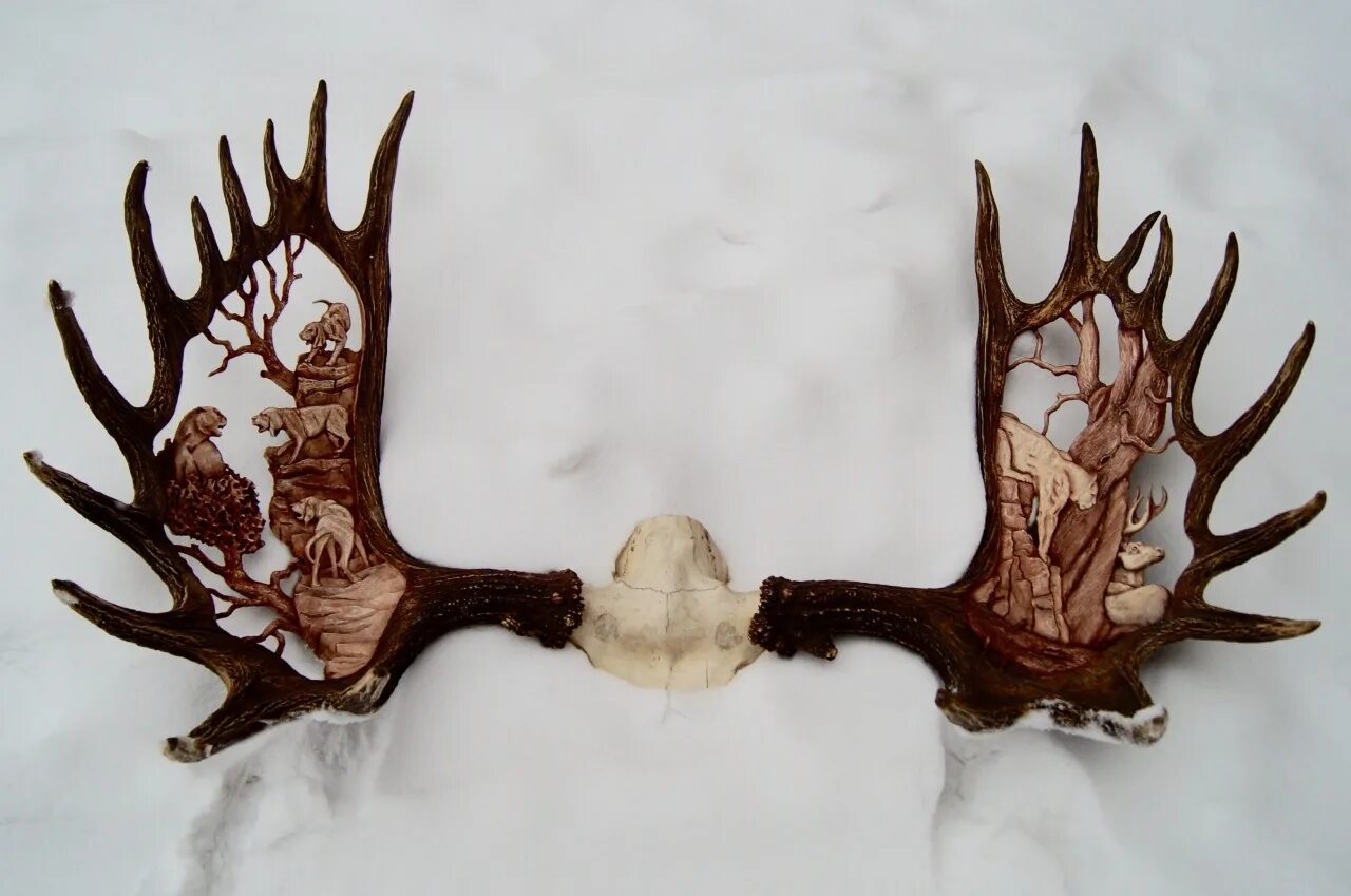 Ищут рога лося. Рога лося. Оленьи рога в лесу. Рога лося. Рога лося видео.