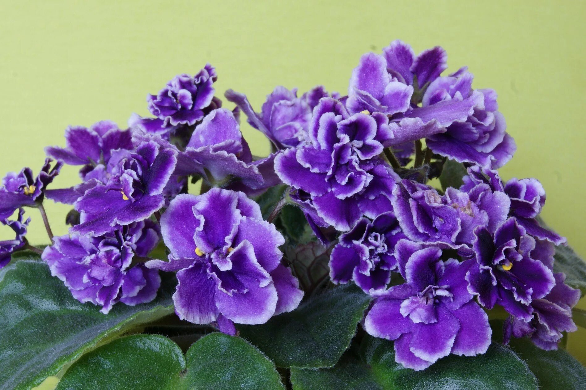 Фиалка комета. Фиалка оптимара колумбус. Сорт фиалки зивай. Фиалка сорт мачо. Фиалка узамбарская сортовая.