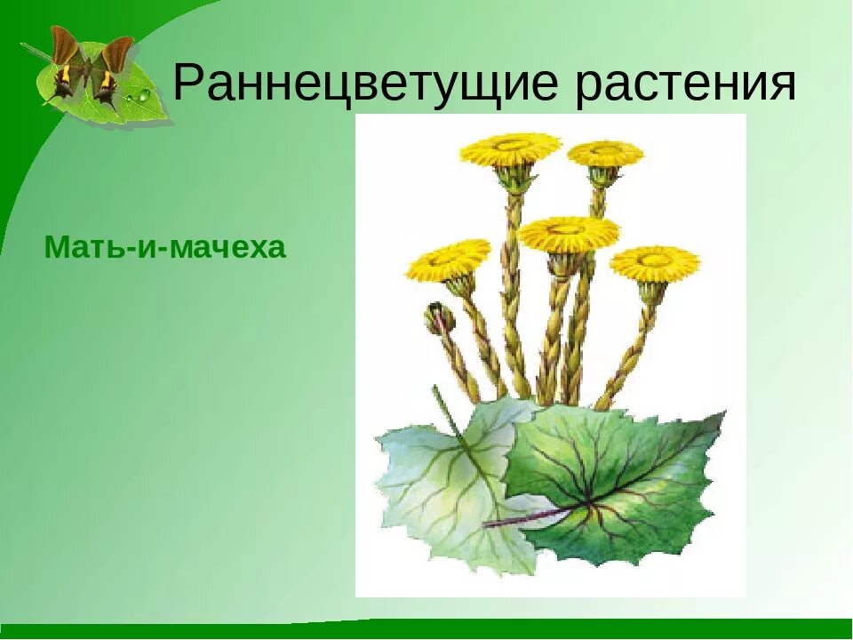 Сообщение о раннецветущих растениях 2 класс. Раннецветущие растения весной. раннецветущие растения окружающий мир 2 класс. мать и мачеха рисунок. раннецветущая трава.