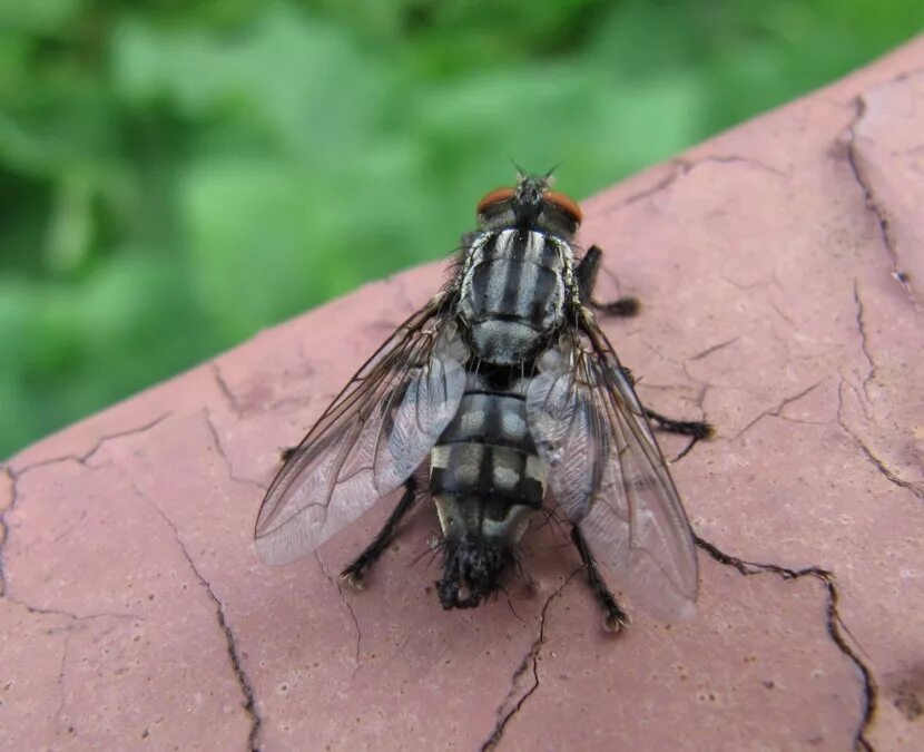 Видовое название мухи. Жигалка личинка. Большая серая Муха. Muscidae настоящие мухи. Муха жигалка.