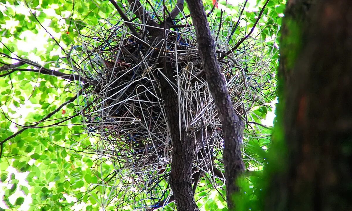 Гнездо вороны сороки. Птичье гнездо ворон. Гнездо на дереве. Вороньи гнезда на деревьях. Птичье гнездо на дереве.