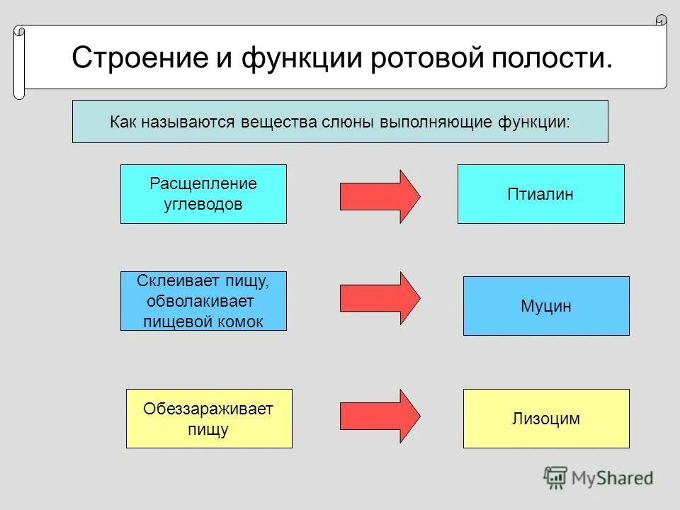 Какие функции выполняет ротовая полость. Функции ротовой полости. Хункцые ротовой полости. Функция ротовой полост. Функция полостей.