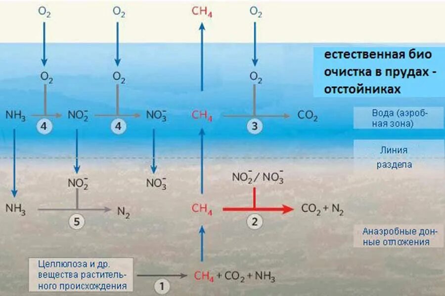 Кислород в водоеме. Анаэробных процессов в водоёмах. Окисление воды. Разложение органики в воде. Отношение метана к воде