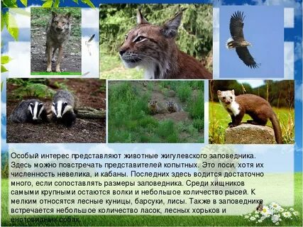 Животном обитающем в твоем регионе